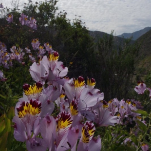 Alstroemeria pulchra var maxima